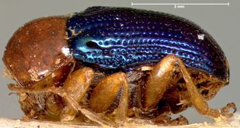 Media type: image; Entomology 20032   Aspect: habitus lateral view